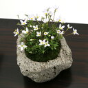 (盆栽)苔盆栽 白花ヒナソウ(白花雛草)〜白溶岩石鉢〜 Sサイズ(1鉢)