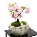 盆栽 苔盆栽 アサヒヤマサクラ 旭山桜 白溶岩石鉢 Mサイズ 1鉢 化粧砂付き【HLS_DU】