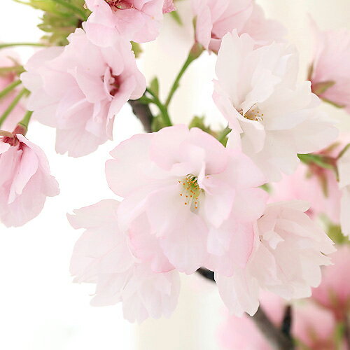 (盆栽)苔盆栽アサヒヤマサクラ(旭山桜)化粧砂付き〜白溶岩石鉢〜Mサイズ(1鉢)