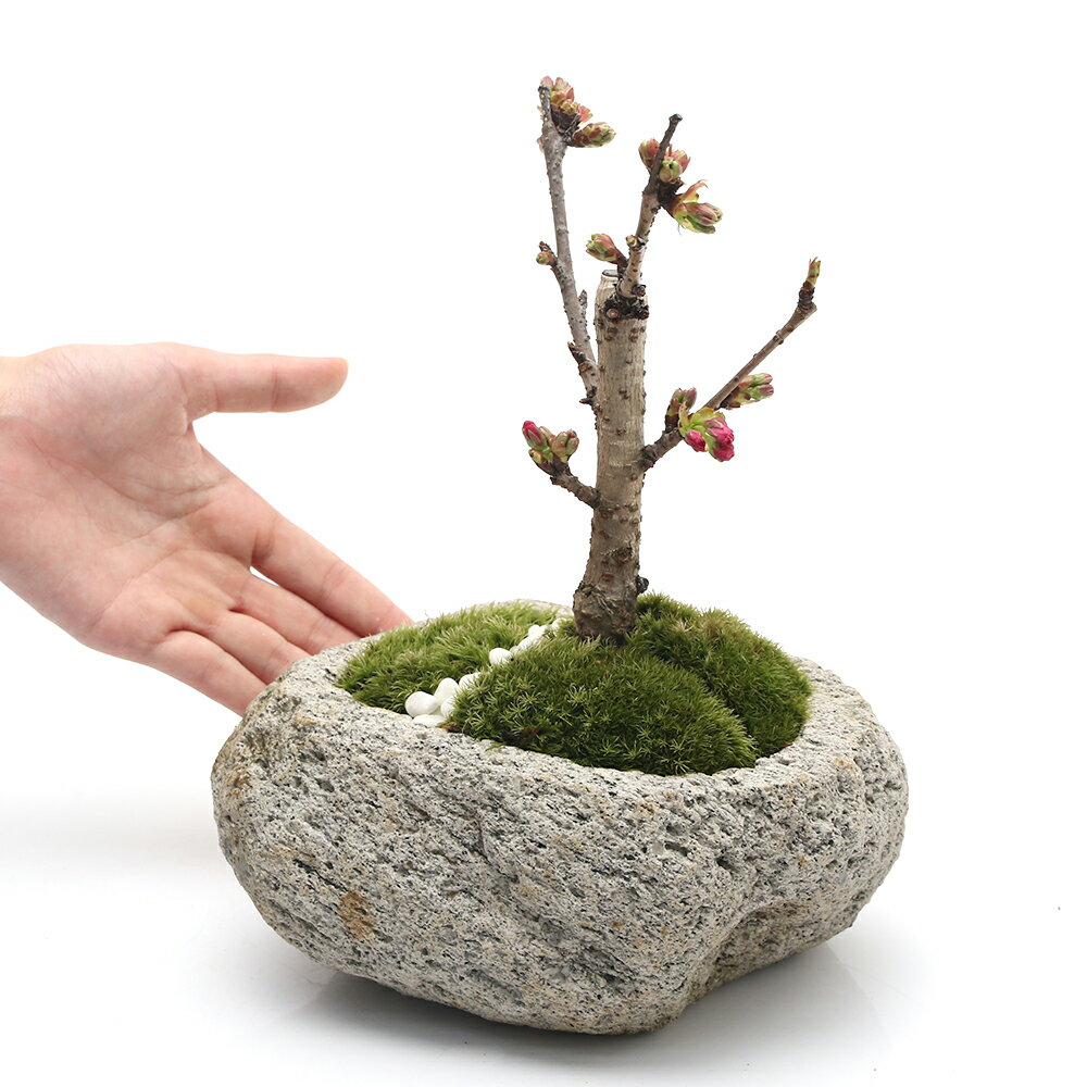 (盆栽)苔盆栽アサヒヤマサクラ(旭山桜)化粧砂付き〜白溶岩石鉢〜Mサイズ(1鉢)