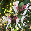 （山野草）紅花スイカズラ（紅花吸