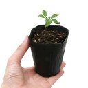 (山野草)高麗人参(オタネニンジン)2.5号(1ポット) 家庭菜園