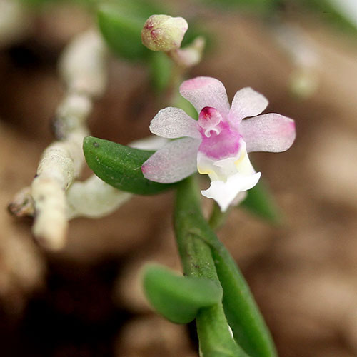 兰花 - （山野草）ムカデラン（百足蘭）5cm程度（3本）