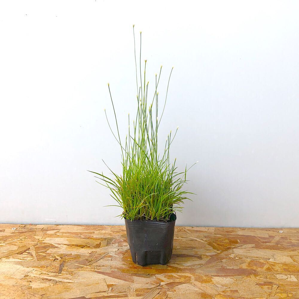 （ビオトープ）水生植物　ヤシュウイヌノヒゲ　2．5号〜3号（無農薬）（1ポッ…
