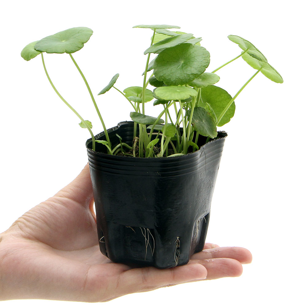 �ʥӥ��ȡ��ס˿�����ʪ������������������ʥ����������ޥå���롼��ˡ�1�ݥåȡ˼�����ʪ