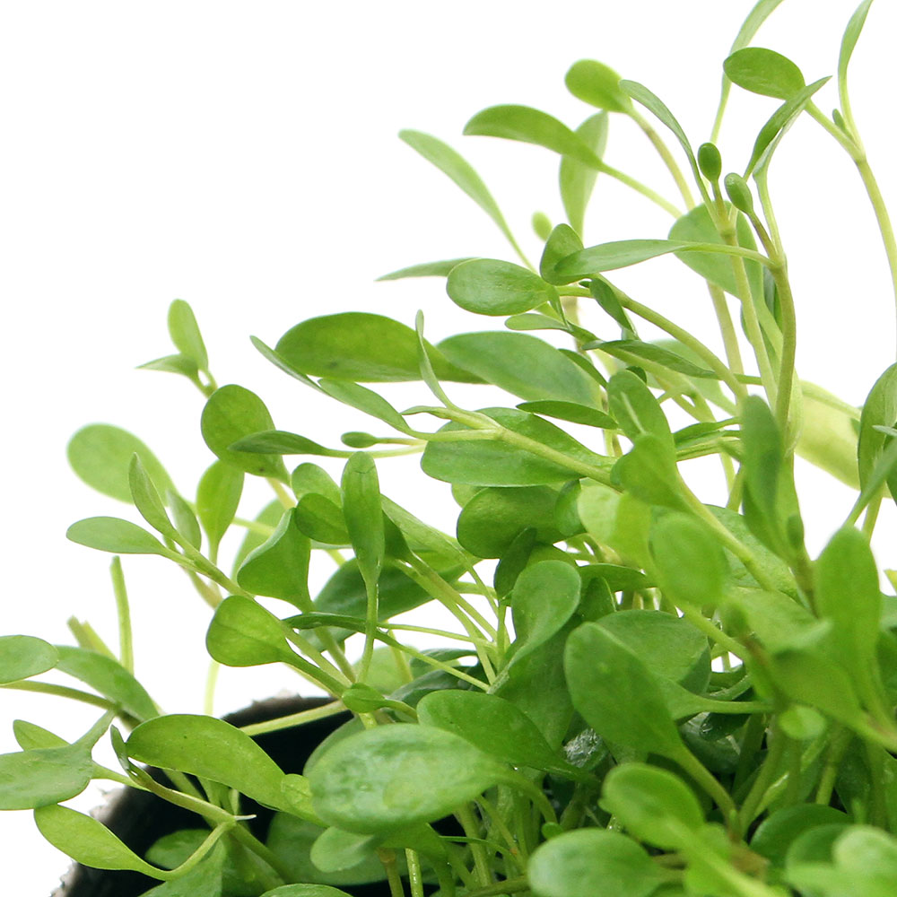 （ビオトープ）水生植物 グロッソスティグマ（1ポット）湿生植物（休眠状態）