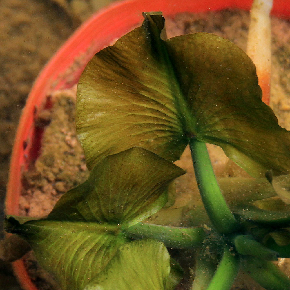 （ビオトープ）水辺植物　河骨　ネムロコウホネ（エゾコウホネ）（1ポット）浮葉植物【HLS_DU】