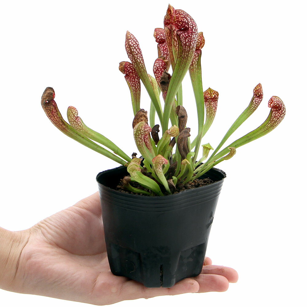 �ʥӥ��ȡ��ס˿�����ʪ�����饻�˥����ӻ����3���1�ݥåȡ˼�����ʪ�ʵ�̲���֡�