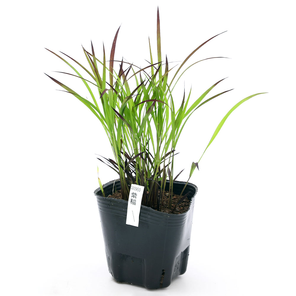 �ʥӥ��ȡ��ס˿�����ʪ�����Ƥ��ġ������ơ����ʥ�饵�����͡�3���1�ݥåȡ˴Ѿ��Ѱ𡡼�ͳ����ʵ�̲���֡�