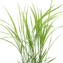 （ビオトープ）水辺植物　古代米　神丹穂（カンニホ）3号（1ポット）観賞用稲　自由研究【HLS_DU】