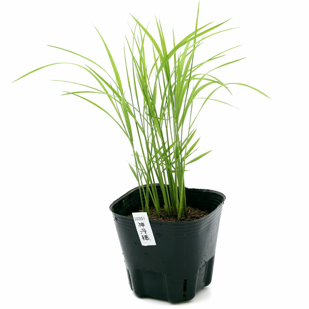 （ビオトープ）水生植物　お米の苗　古代米　神丹穂（カンニホ）3号（1ポット）観...