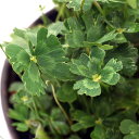 (ビオトープ)水生植物 フギレムチカ(羽衣葉)(1ポット)抽水〜浮葉植物