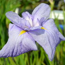 （ビオトープ）水辺植物　花菖蒲　藤衣（フジゴロモ）白地紫覆輪三英花（1ポット）【HLS_DU】