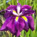 (ビオトープ)水生植物 花菖蒲 紅半夏 江戸系紫色六英花(ベニハンゲ)(1ポット)