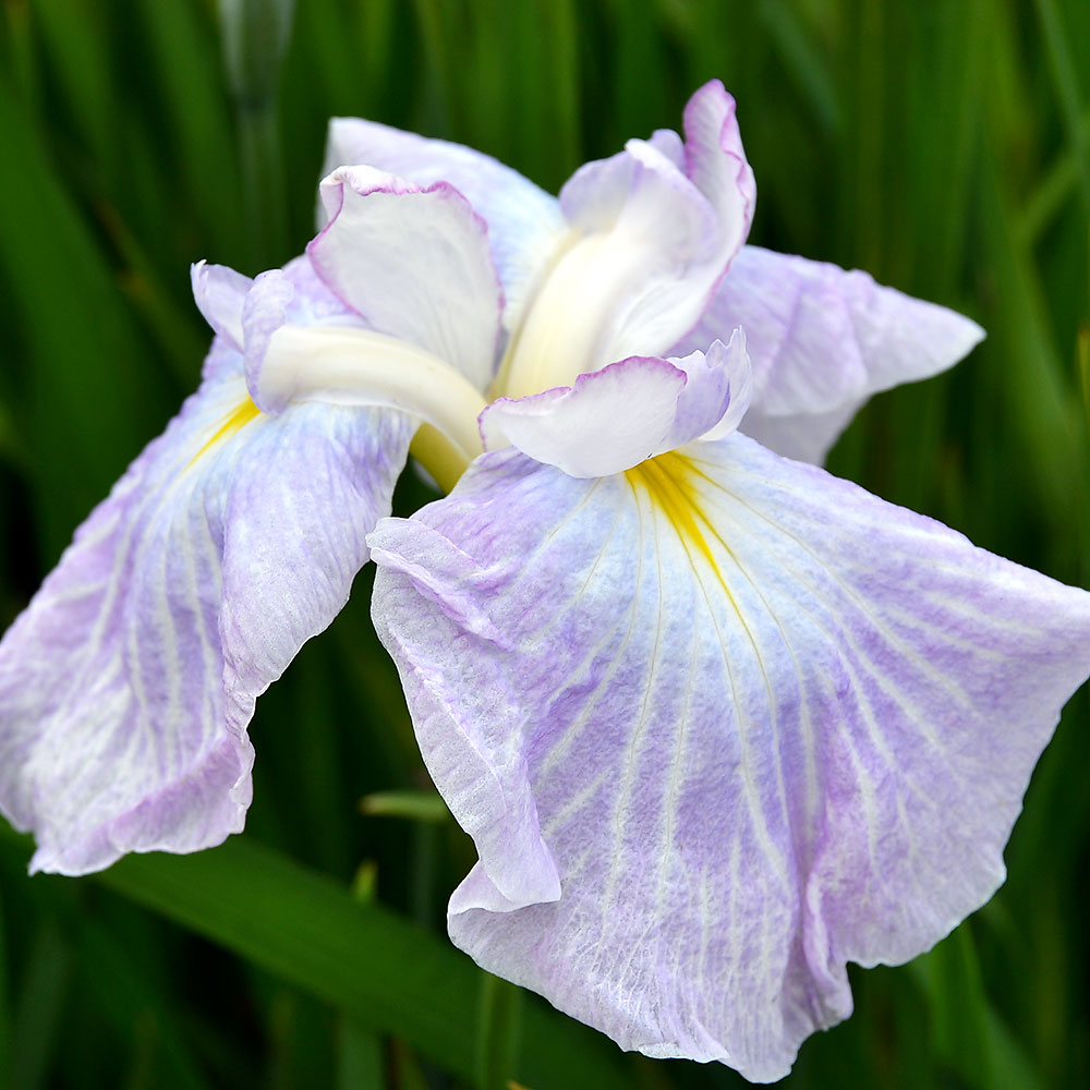 ビオトープ 水辺植物 花菖蒲 北野麗人 キタノレイジン 原種系桃花三英花 1ポット 【HLS_DU】