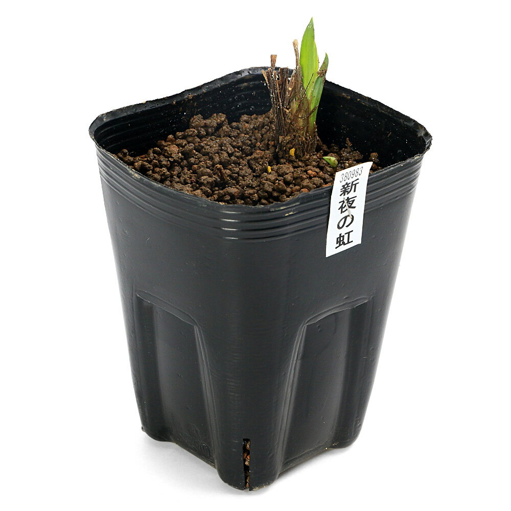 （ビオトープ）水生植物　花菖蒲　新夜の虹（シンヨルノニジ）肥後系濃紺紫極大輪...