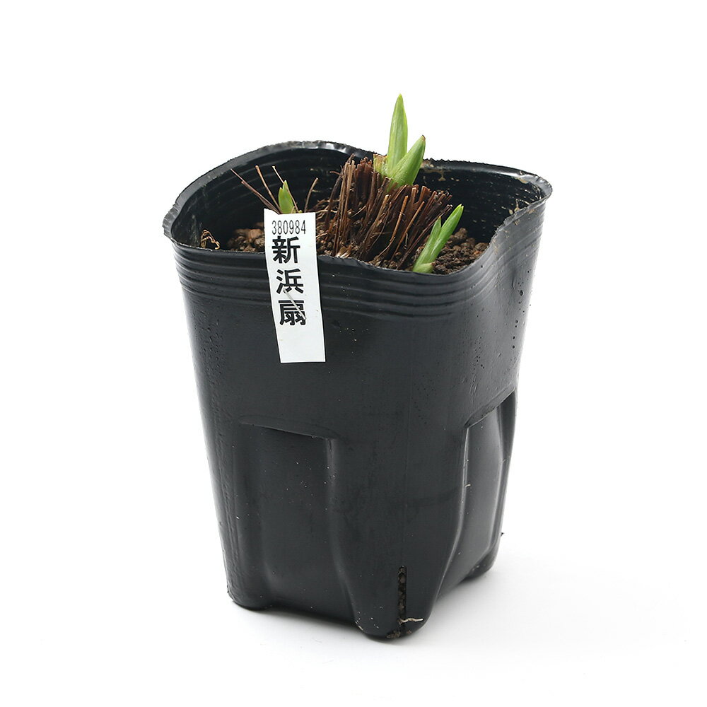 （ビオトープ）水生植物　花菖蒲　新浜扇（シンハマオウギ）肥後系青紫地白脈大輪...