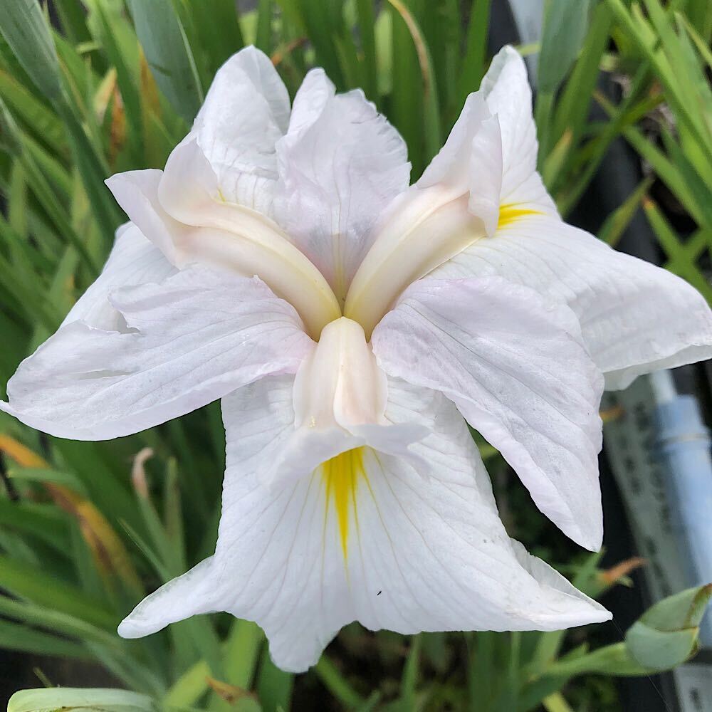 （ビオトープ）水辺植物　花菖蒲　曙光（ショコウ）伊勢系薄桃中輪垂咲三英花（1ポット）【HLS_DU】