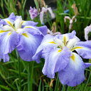 （ビオトープ）水辺植物　花菖蒲　オーシャンミスト　米国系濃藤色底白ぼかし六英花（1ポット）【HLS_DU】