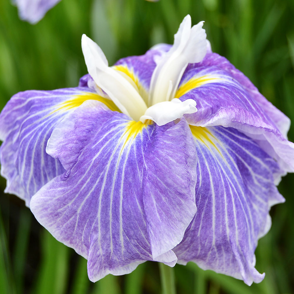 （ビオトープ）水辺植物　花菖蒲　池の漣（イケノサザナミ）　肥後系藤色ぼかし白筋巨大輪六英花（1ポット）【HLS_DU】