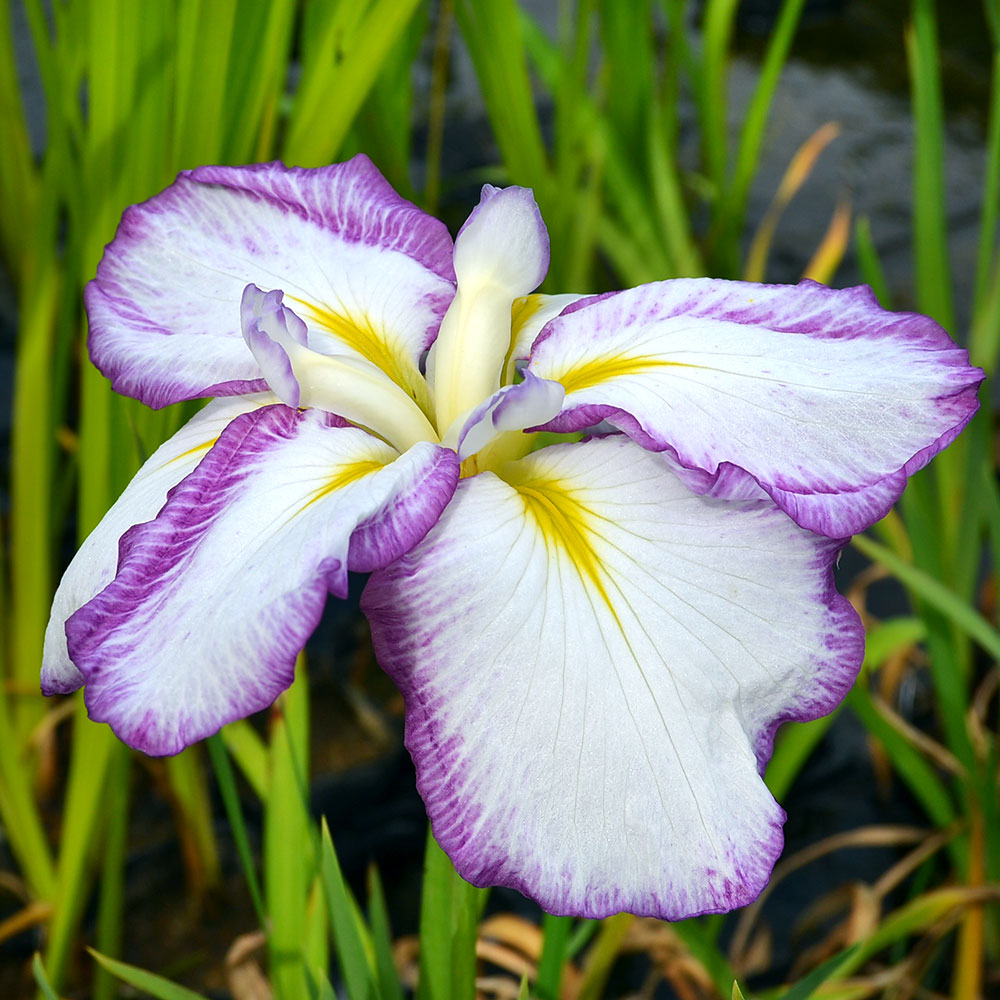 （ビオトープ）水生植物　花菖蒲　七彩の夢（ナナイロノユメ）肥後系白地細紅覆輪大輪六英花（1ポット）