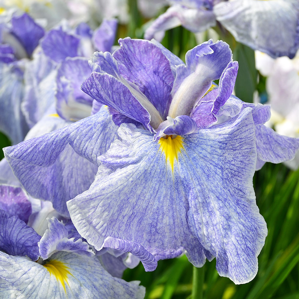 （ビオトープ）水辺植物　花菖蒲　粟津青嵐（アワズセイラン）伊勢系白地藤色砂子大輪三英花（1ポット）