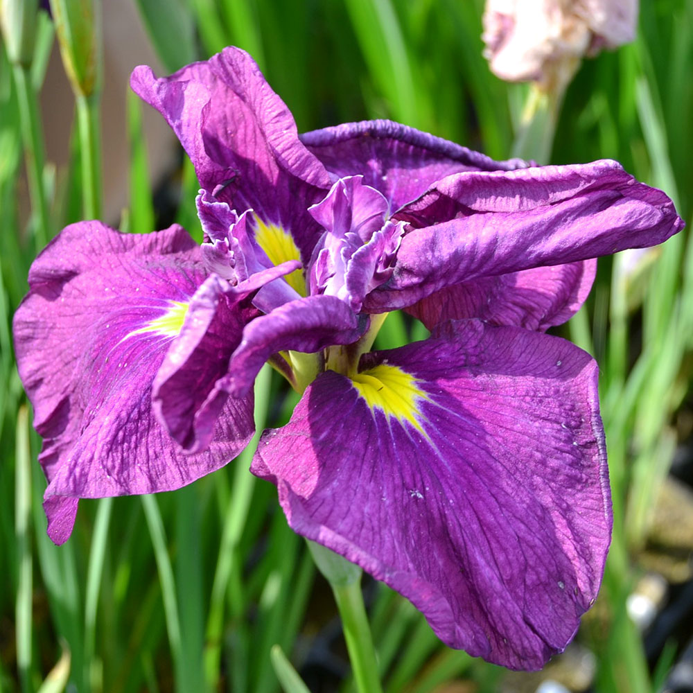 （ビオトープ）水辺植物　花菖蒲　大海原（オオウナバラ）肥後系青色桃筋巨大輪六英花　（1ポット）