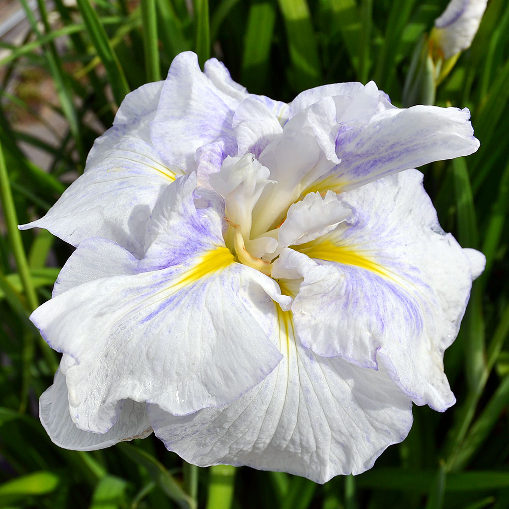 （ビオトープ）水辺植物　花菖蒲　羽衣（ハゴロモ）肥後系藤色ボカシ白筋八重大輪（1ポット）