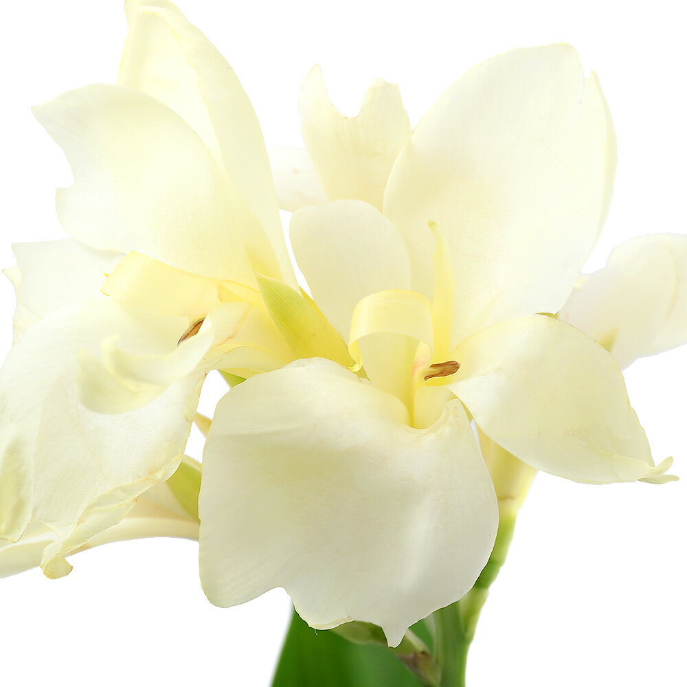 �ʥӥ��ȡ��ס˿�����ʪ������ʡ��ȥ��ԥ��롡�ۥ磻�ȡ�4���1�ݥåȡˡʵ�̲���֡�