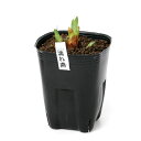 (ビオトープ)水生植物 花菖蒲 濡燕(ヌレツバメ)江戸系艶紫大輪六英花(1ポット)