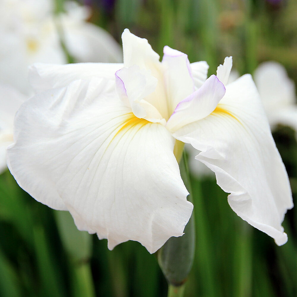 ビオトープ 水辺植物 花菖蒲 白仙 ハクセン 伊勢系白花紫糸覆輪三英花 1ポット 