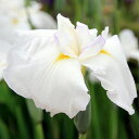 (ビオトープ)水辺植物 花菖蒲 白仙(ハクセン)伊勢系白花紫糸覆輪三英花(1ポット)