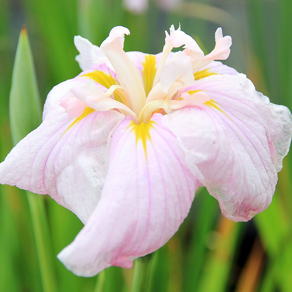 （ビオトープ）水辺植物　花菖蒲　桜獅子（サクラジシ）伊勢系桃色獅子咲六英花（1ポット）