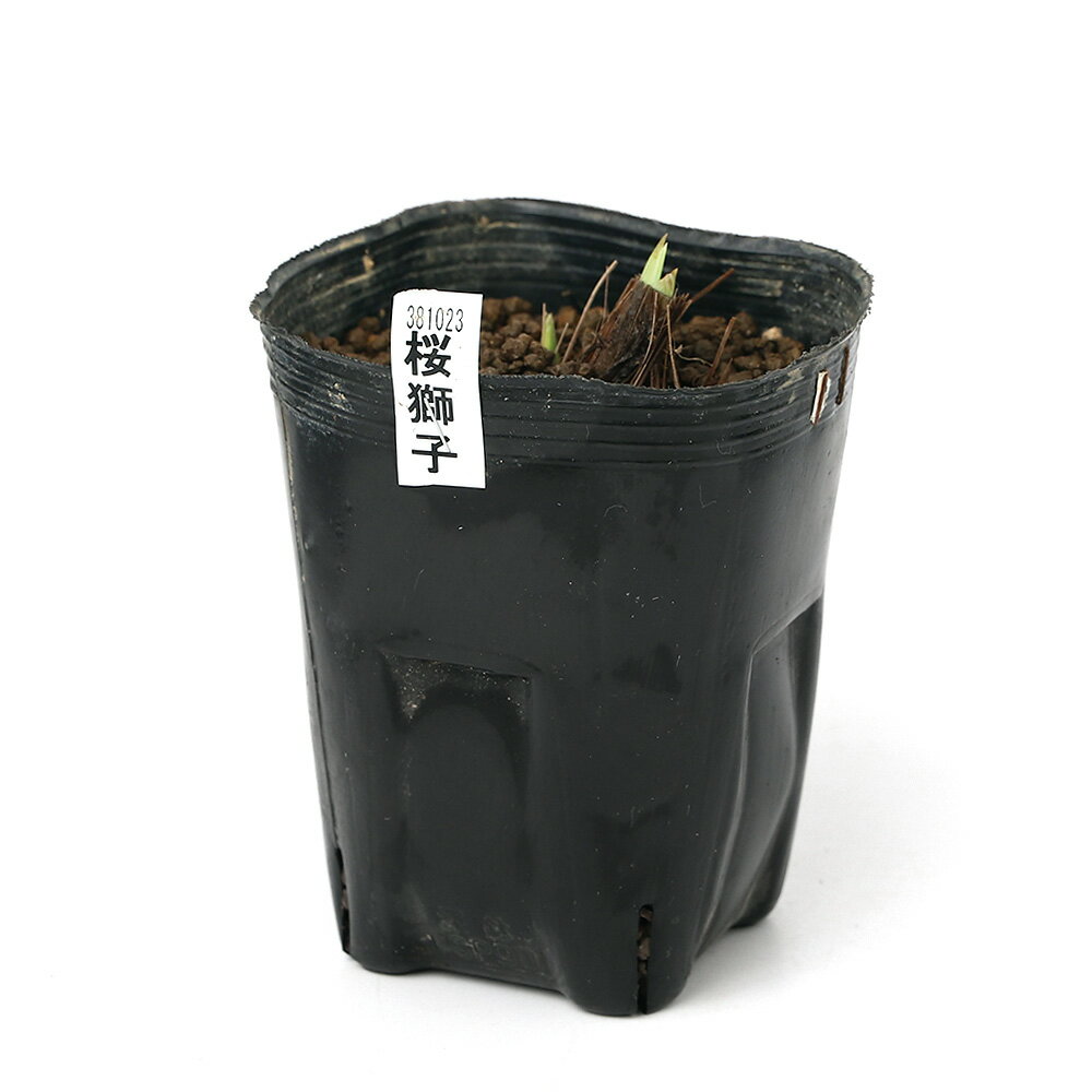 （ビオトープ）水生植物　花菖蒲　桜獅子（サクラジシ）伊勢系桃色獅子咲六英花（1...