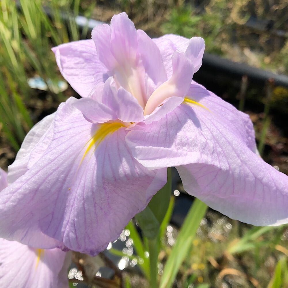 ビオトープ 水辺植物 花菖蒲 桃児童 モモジドウ 江戸系薄桃色三英花 1ポット 【HLS_DU】