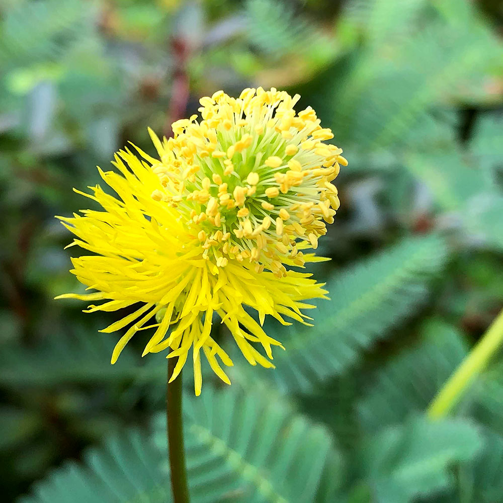 （ビオトープ／水辺植物）ミズオジギソウ　5～10cm（1本）抽水植物