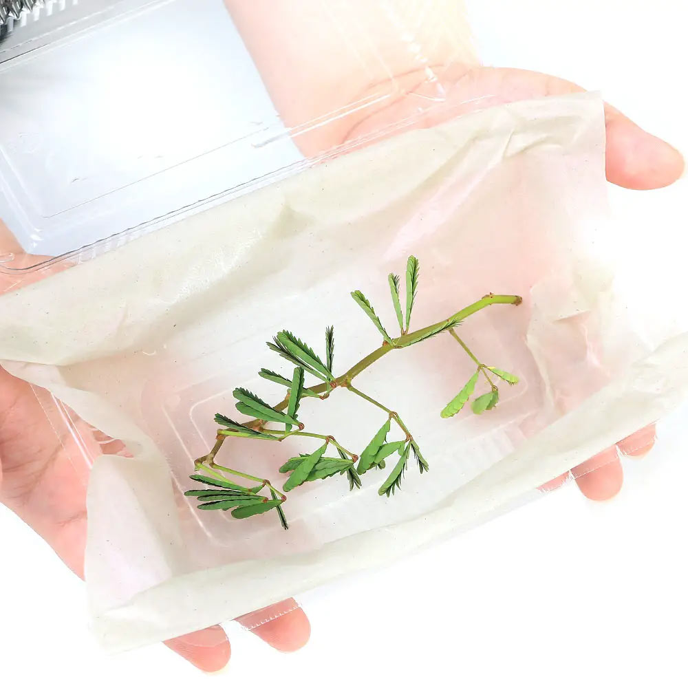 �ʥӥ��ȡ��ס�������ʪ�˥ߥ�������������5��10cm��1�ܡ���忢ʪ