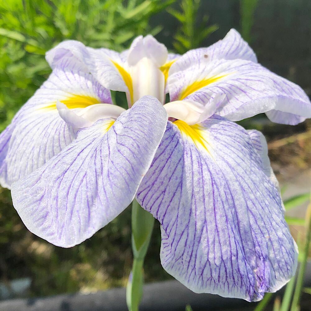 （ビオトープ）水辺植物　花菖蒲　夏姿（ナツスガタ）　江戸系白地青筋大輪六英花（1ポット）【HLS_DU】