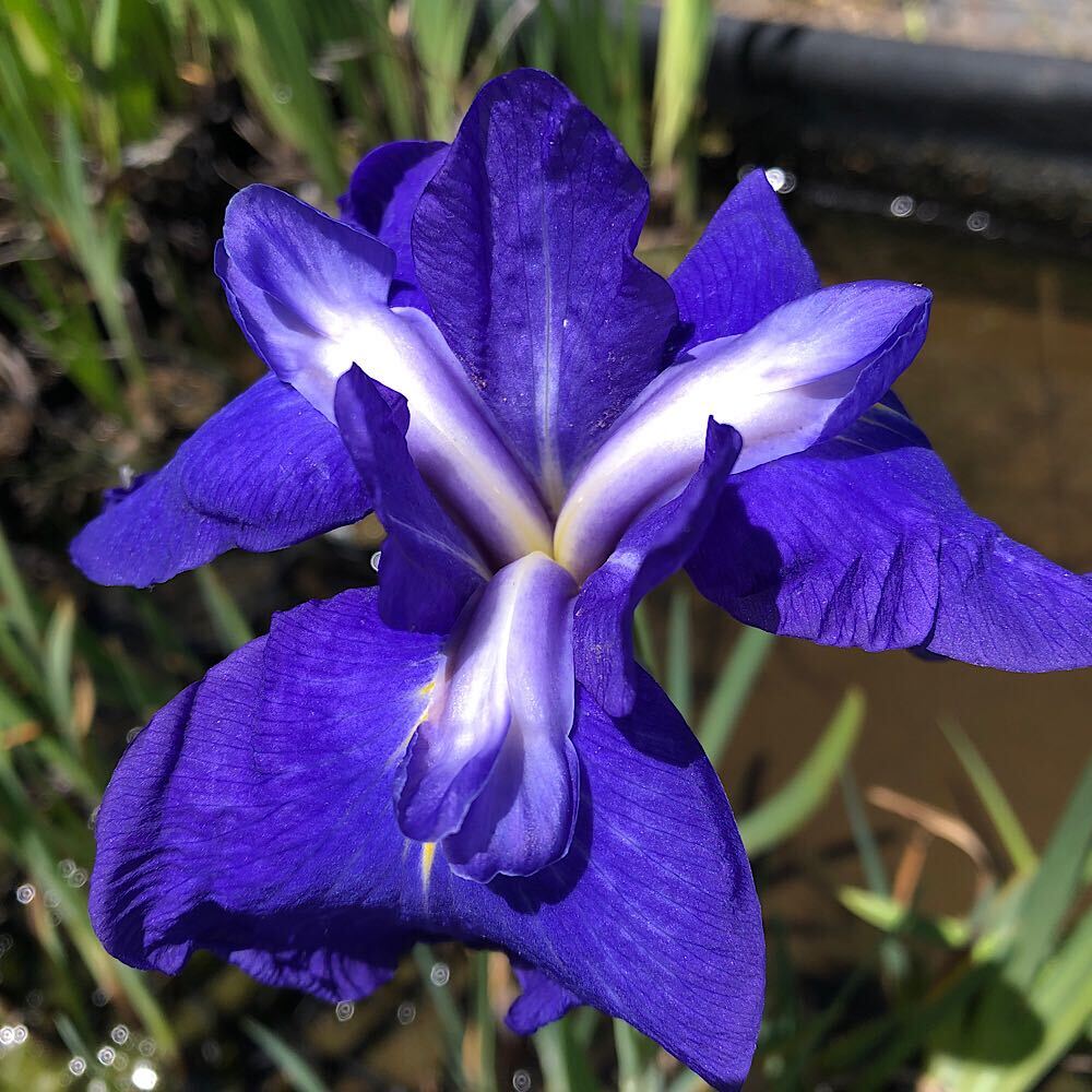 ビオトープ 水辺植物 花菖蒲 三河八橋 ミカワヤツハシ 江戸系濃青中輪三英花 1ポット 休眠株 