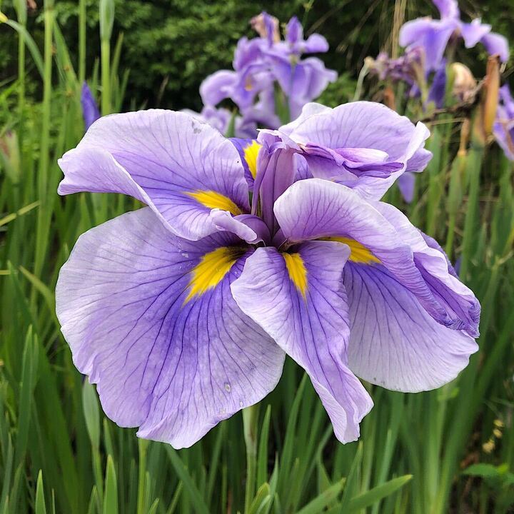 （ビオトープ）水生植物　花菖蒲　青熊半夏（アオクマハンゲ）肥後系中輪平咲六英...
