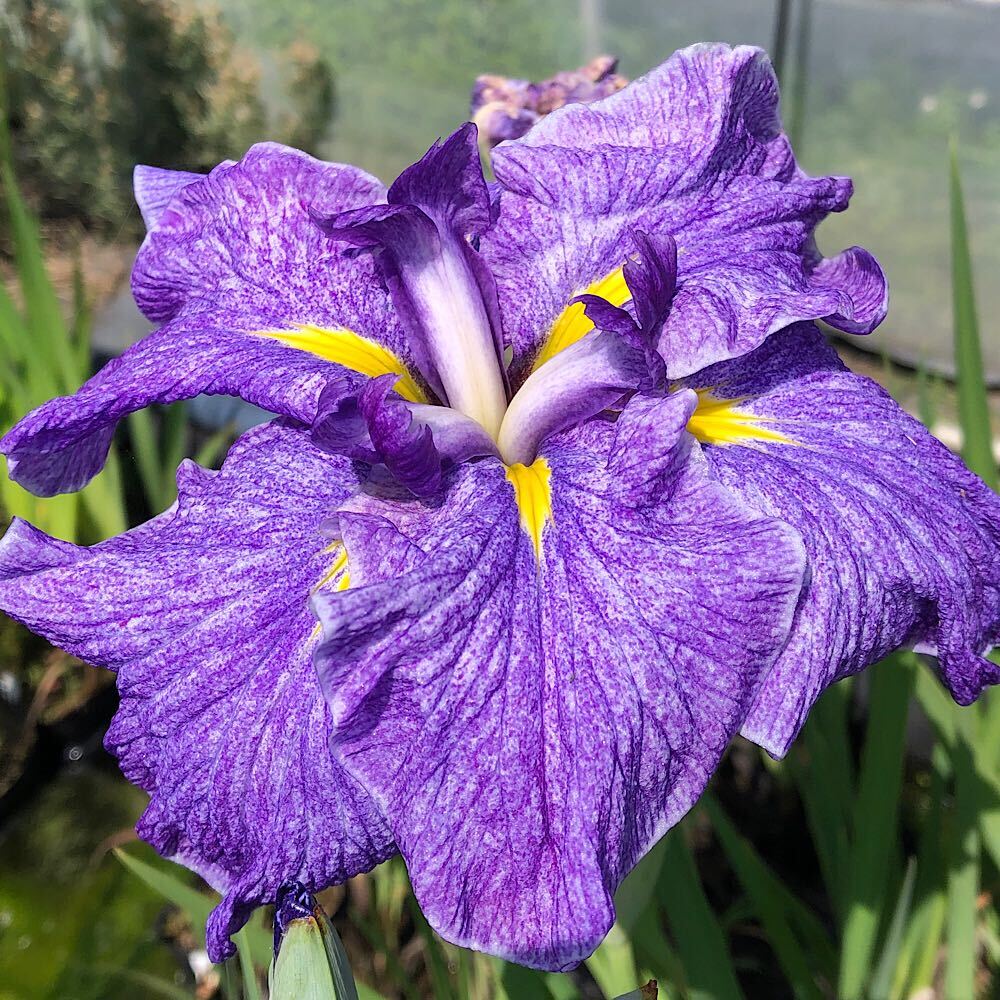 日本の伝統的園芸植物！花菖蒲　元禄（ゲンロク）　肥後系白地青紫砂子大輪六英花（1ポット）特徴江戸時中頃から日本各地の野山に自生するノハナショウブの変わり咲きを元に改良発達してきた日本伝統の園芸植物です。園芸植物の中でも特に品種数が多く存在し、現存する品種だけでも2000品種が存在すると考えられています。※初夏〜秋にかけて植えたてでの発送となる場合があります。葉を短くカットした状態での発送となります。商品サイズ（約）●鉢（ポット）径：　約9cm※入荷状況や生長度合いにより高さは異なります。画像はあくまでも目安としてご覧下さい。鉢の種類●鉢の種類　：　ビニールポット学名（※）Iris　ensata（※）…改良品種や学名が不明の種は流通名での記載の場合があります。別名ハナアヤメ分類アヤメ科アヤメ属アヤメ科（Iridaceae）アヤメ属（Iris）園芸分類草花（多年草）原産地園芸品種（日本、朝鮮、中国東北、東シベリア）開花期5月下旬〜6月下旬栽培適温15℃〜25℃耐寒温度0℃適した用土草花用培養土がオススメです。置き場所 半日以上日が当たる場所で管理してください。水やり鉢植えの場合受け皿に水を張るなどして腰水で管理します。庭植えの場合、5月から7月の葉が伸びる時期には常に水分があるようにし、株が乾燥しないようにします。それ以外の季節については、乾燥してきたら水を遣る程度で育成できます。※花菖蒲は、カキツバタとは違い常に株が水の中に使ってしまっている状態では、状態を崩してしまう恐れがあります。そのため、ビオトープ等に用いる場合には、水際の陸地部分に植栽します。肥料特に選ばないので、園芸用に用いられる固形肥料等であれば問題ありません。3月〜4月は、少量置き肥し、7月から、9月にかけては、春先よりは多少多めに置き肥します。管理のポイント耐寒性の多年草なので冬場でも屋外で越冬可能です。地上部は枯れますが来年度また新芽が出てきます。水は乾き過ぎない程度に適度に与えます。ご注意※秋期から春先にかけての出荷の場合、地上部の葉が一部枯れた状態または地上部が無い状態での出荷となる場合がございます。 冬越しの為の休眠状態ですのでご理解を御願い致します。※画像はイメージです。画像中の撮影小物等は付属いたしません。※状況により、鉢（ポット）の形状及び色が異なる場合もございます。※斑入りの具合や子株の数、ボリューム等は時期により異なります。※手作業での採寸のため、サイズに誤差がある場合があります。ご了承の上、お買い求めくださいませ。※穴あき、キズ、変色があるものが多少含まれている場合がございます。※痛みなどがあった場合、育成に影響のない範囲であれば保障の対象外となります。※販売しております株の開花率は70％〜80％程度となっております。全ての株の開花を保証するものではありません。※開花終了株につきましては花芽、葉を切った状態での発送となります。※地域によって最適な育成環境が異なりますので、記載されている育て方はあくまでも参考までにご覧ください。※寄せ植え、一部商品を除くお届けする苗の状態についてガーデニングの用語一覧葉水（はみず）⇒霧吹きで葉に水を吹きかけること。空中湿度を保ったり、葉の温度を下げるなどの目的で行う。元肥（もとごえ）⇒植物を植える際、あらかじめ用土に加えておく肥料のこと。追肥（ついひ）⇒植物を育てている途中で補給する肥料のこと。もしくはその肥料を補給すること。お礼肥（おれいごえ）⇒花を咲かせたり果実を収穫した後の、植物を回復させる為に与える肥料のこと。主に速効性化成肥料を用いることが多い。寒肥（かんごえ）⇒冬に農作物や庭木に施す肥料のこと。主に遅効性肥料（有機質肥料）を用い、休眠期に土中で分解させておくことで、春にちょうど良い 具合に効き始め効果が持続する。根腐れ（ねぐされ）⇒水や肥料を与えすぎたり、水はけが悪いなどの原因で根が腐ること。根腐れを起こした植物は、悪臭を放つ場合がある。葉やけ（はやけ）⇒直射日光の当てすぎで、葉が変色したり、枯れたりすること。短日処理（たんじつしょり）⇒暗期が一定時間より長くなると開花が促進される植物（短日植物）に、光の当たる時間を調整すること。苞（ほう）⇒葉が変形したもので、つぼみを包んでいた葉のこと。花を保護する役割がある。（浮草）おまかせ浮き草　3種セット（無農薬）（各1株）ハイポネックス　スティック　30本　棒状肥料ビオの差し水君　（給水用アダプター　ペットボトル用）　1個発泡スチロール箱　本体（黒）とフタ（白）のセット（幅43×奥行き35×高さ22cm）　お一人様2点限りPSBQ10　ピーエスビーキュート　淡水用　30mL5個セット　光合成細菌　バクテリア　熱帯魚（生餌）淡水用　微生物で水質向上セット　エサ用ゾウリムシミックス＋PSBQ10　本州四国限定スイレン用　肥料　120g（8粒入り）（めだか）ビオトープ用　メダカ初心者セット　ヒメダカ（6匹）　＋ヒメタニシ（5匹）スイレンとハスの土　3リットル（水生植物専用培養土）　お一人様6点限りパッケージなし　手練りスイレンとハスの土（約2kg）（水生植物専用培養土）新版　スイレンとハスの世界 … _gardening　ビオトープ　水辺植物　水生植物　ayame　ガーデニング　その他水辺植物　花菖蒲　all_plants　植物　植物生体　苗　ガーデニング生体　育て方　育成方法　栽培方法　菖蒲の花　アヤメ科　ハナショウブ　Iridaceae　ウォーターガーデニング　げんろく　ゲンロク　元禄　肥後系　白地　青紫砂子　大輪　六英花　20230829　YS　2023kouki　y23m08■この商品をお買い上げのお客様は、下記商品もお買い上げです。※この商品には付属しません。■（浮草）おまかせ浮き草　3種セット（無農薬）（各1株）ハイポネックス　スティック　30本　棒状肥料ビオの差し水君　（給水用アダプター　ペットボトル用）　1個発泡スチロール箱　本体（黒）とフタ（白）のセット（幅43×奥行き35×高さ22cm）　お一人様2点限りPSBQ10　ピーエスビーキュート　淡水用　30mL5個セット　光合成細菌　バクテリア　熱帯魚（生餌）淡水用　微生物で水質向上セット　エサ用ゾウリムシミックス＋PSBQ10　本州四国限定スイレン用　肥料　120g（8粒入り）（めだか）ビオトープ用　メダカ初心者セット　ヒメダカ（6匹）　＋ヒメタニシ（5匹）スイレンとハスの土　3リットル（水生植物専用培養土）　お一人様6点限りパッケージなし　手練りスイレンとハスの土（約2kg）（水生植物専用培養土）新版　スイレンとハスの世界