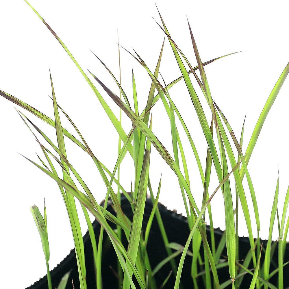 （ビオトープ）水辺植物　お米の苗　古代米　朝紫（アサムラサキ）3号（1ポット）観賞用稲　自由研究【HLS_DU】