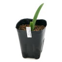 (ビオトープ)水生植物 水生アマリリス ヒッペアストラム ハリソニー 3号(1ポット)湿生植物