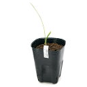 (ビオトープ)水生植物 クリビアsp.南アフリカ ロックデール産(クンシラン 君子蘭)3号(1ポット)湿生植物