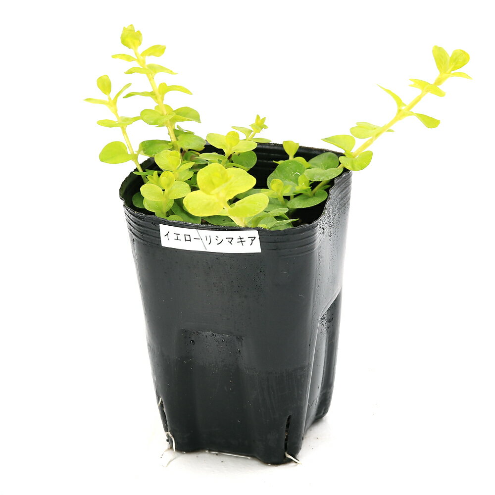 （ビオトープ）水生植物 イエローリシマキア（1ポット） 湿生植物 グランドカバー（休眠状態）