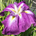 (ビオトープ)水生植物 花菖蒲 旭鏡(アサヒカガミ)肥後系濃紅底白ボカシ六英花(1ポット)