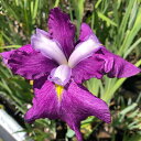 (ビオトープ)水生植物 花菖蒲 玉手箱(タマテバコ)江戸系紅紫外弁白耳弁三英花(1ポット)