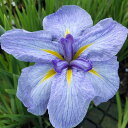 (ビオトープ)水生植物 花菖蒲 小青空(コアオゾラ)江戸系淡藤色平咲小輪六英花(1ポット)