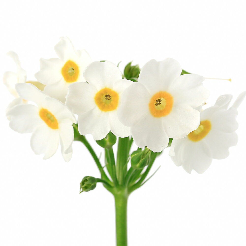 （ビオトープ）水生植物　品種系クリンソウ　白花　ポストフォードホワイト　3号（1ポット）湿生植物（休眠状態）