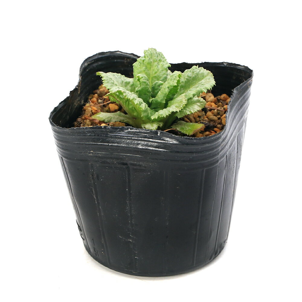 （ビオトープ）水生植物　品種系クリンソウ　桃花　アップルブロッサム　3号（1ポット）湿生植物（休眠状態）